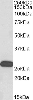 HOXC6 Antibody - HOXC6 antibody (0.3 ug/ml) staining of Human Olfactory bulb lysate (35 ug protein in RIPA buffer). Primary incubation was 1 hour. Detected by chemiluminescence.