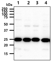HPRT1 / HPRT Antibody - The cell lysates (40ug) were resolved by SDS-PAGE, transferred to PVDF membrane and probed with anti-human HPRT antibody (1:1000). Proteins were visualized using a goat anti-mouse secondary antibody conjugated to HRP and an ECL detection system. Lane 1.: HeLa cell lysate Lane 2.: MCF7 cell lysate Lane 3.: 293T cell lysate Lane 4.: A549 cell lysate