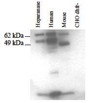 HPSE / Heparanase Antibody - Western blot analysis of Anti-HPSE antibody (LS-B2441, 1:2000 dilution). Lane 1: Purified recombinant human Heparanase (Control). Lane 2: Extract from 6.5x10e3 CHO cells transfected with human Heparanase. Lane 3: Extract from 8x10e4 CHO cells transfected with mouse Heparanase. Lane 4: Extract from 5-10e5 non-transfected CHO dhfr- cells. Antibody produced band at ~65 kDa (precursor) & ~50 kDa and 8 kDa (subunits)