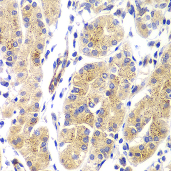 HRAS / H-Ras Antibody - Immunohistochemistry of paraffin-embedded human gastric tissue.