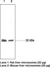 HSD11B1 / HSD11B Antibody - Western blot of HSD11B1 antibody.