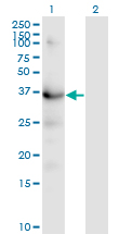 HSD3B1 Antibody - Western blot of HSD3B1 expression in transfected 293T cell line by HSD3B1 monoclonal antibody (M01), clone 3C11-D4.