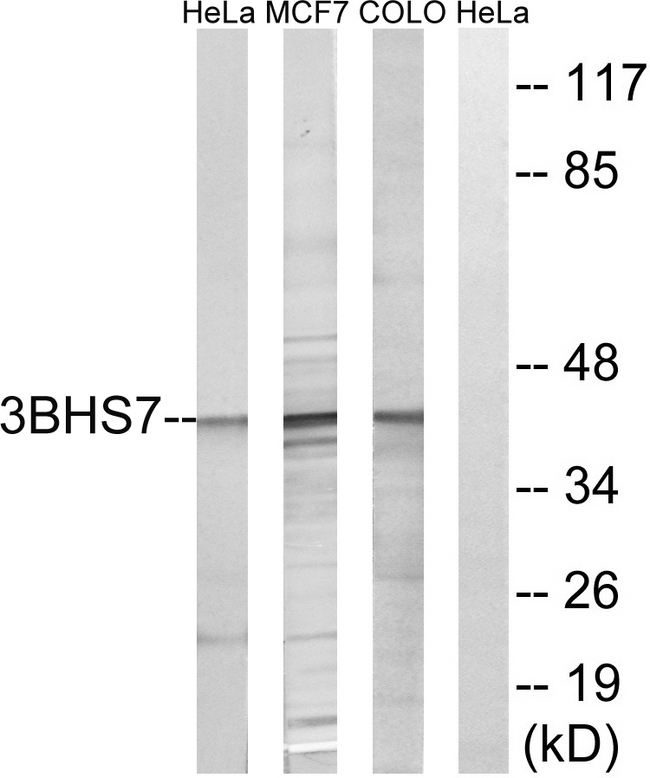 HSD3B7 Antibody - Western blot analysis of lysates from HeLa, MCF-7, and COLO cells, using HSD3B7 Antibody. The lane on the right is blocked with the synthesized peptide.