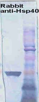 HSP40 Antibody - Western blot analysis of Hsp40 in HeLa cell lysates using a 1:1000 dilution of HSP40 antibody.