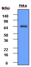 HSP70 / Heat Shock Protein 70 Antibody - HeLa cell lysate (30 ug) was resolved by SDS-PAGE, transferred to PVDF membrane and probed with anti-human Hsp70 (1:1000). Proteins were visualized using a goat anti-mouse secondary antibody conjugated to HRP and an ECL detection system.