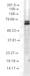 HSP70 / Heat Shock Protein 70 Antibody - Hsp70 (3A3), Rat tissue lysate.  This image was taken for the unconjugated form of this product. Other forms have not been tested.