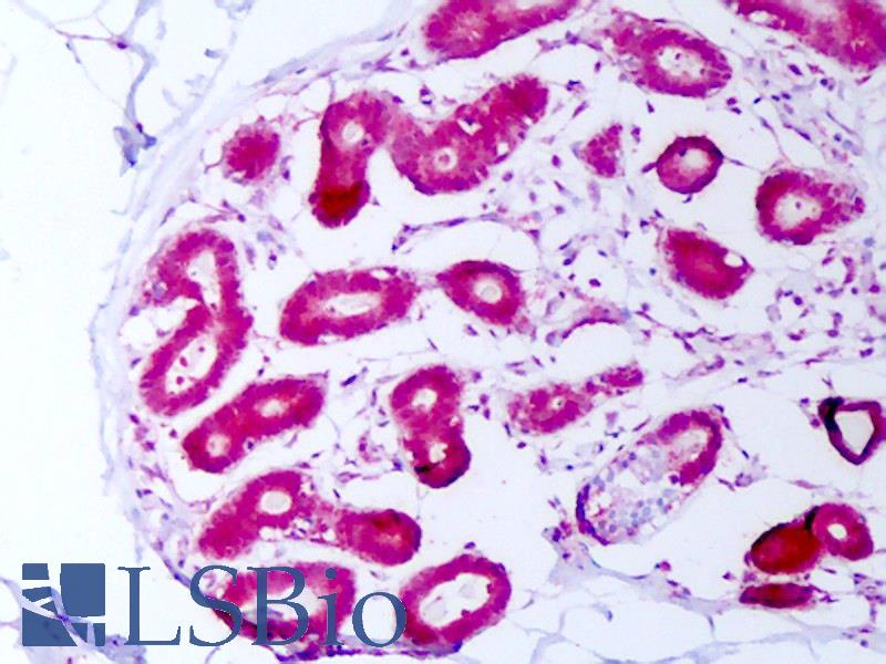 HSP70 / Heat Shock Protein 70 Antibody - Anti-HSP70 / Heat Shock Protein 70 antibody IHC of human breast. Immunohistochemistry of formalin-fixed, paraffin-embedded tissue after heat-induced antigen retrieval. Antibody concentration 10 ug/ml.  This image was taken for the unconjugated form of this product. Other forms have not been tested.
