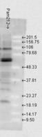 HSP70 / Heat Shock Protein 70 Antibody - Western blot analysis of Hsp70 in Pam212 cells using a 1:1000 dilution of HSP70 / Heat Shock Protein 70 antibody.