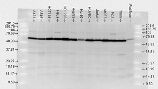 HSP70 / Heat Shock Protein 70 Antibody - Western blot analysis of Hsp70 in multiple human and rat brain cell lysates using a 1:1000 dilution of HSP70 / Heat Shock Protein 70 antibody.