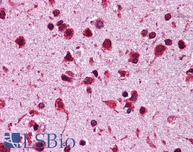 HSP90 Beta Antibody - Anti-HSP90AB1 antibody IHC of human brain, cortex. Immunohistochemistry of formalin-fixed, paraffin-embedded tissue after heat-induced antigen retrieval. Antibody concentration 5 ug/ml.