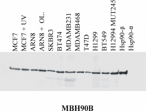 HSP90 Beta Antibody - Western blotting analysis of MBH90B reactivity with various cell lines and recombinant Hsp90 alpha and Hsp90 beta protein.