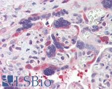 HSP90 / Heat Shock Protein 90 Antibody - Anti-HSP90 / Heat Shock Protein 90 antibody IHC of human placenta. Immunohistochemistry of formalin-fixed, paraffin-embedded tissue after heat-induced antigen retrieval. Antibody concentration 10 ug/ml.
