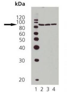 HSP90 / Heat Shock Protein 90 Antibody - Lane 1: MWM, Lane 2: HeLa heat shocked, Lane 3: L-929 heat shocked, Lane 4: Rat-2 heat shocked 