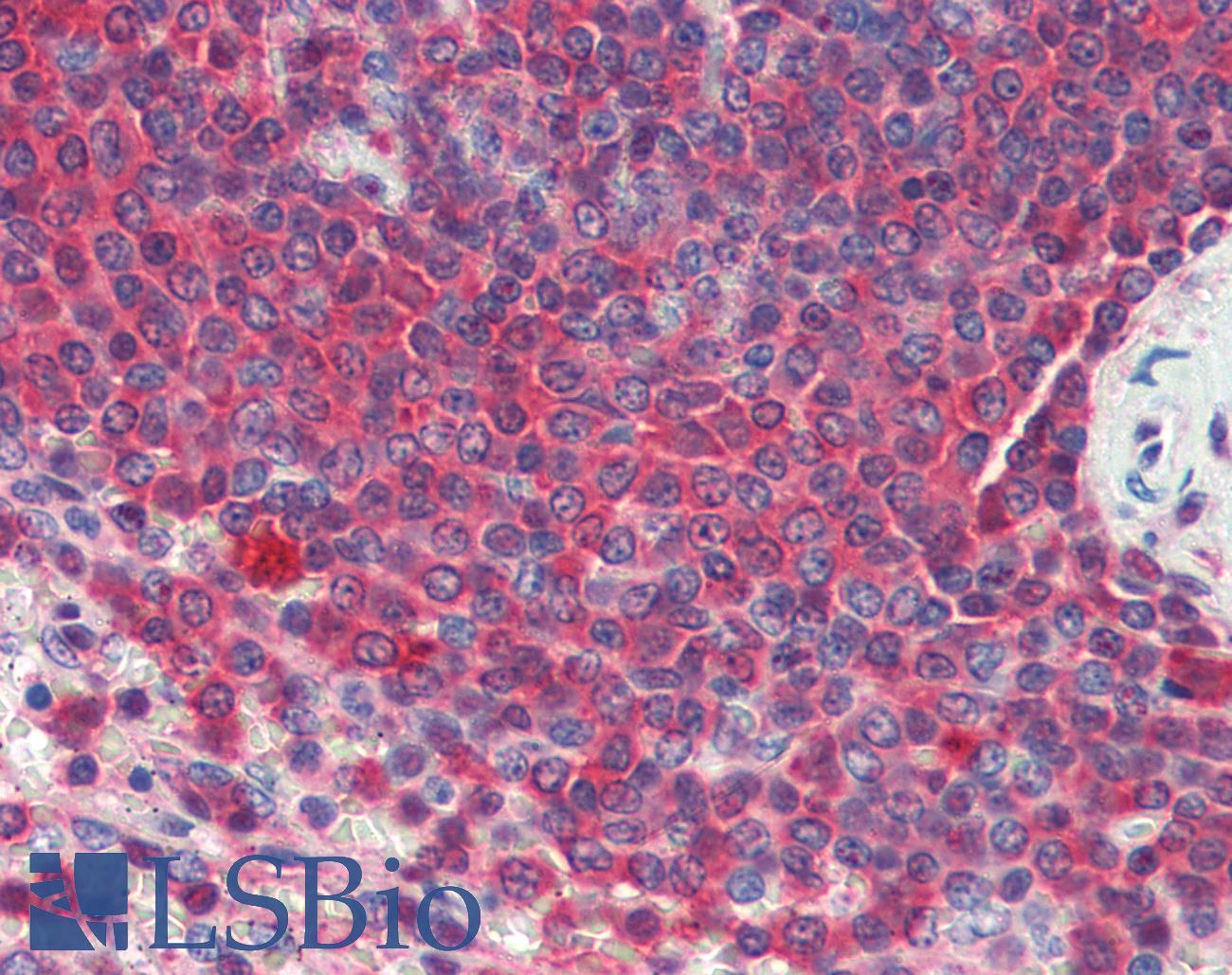 HSP90 / Heat Shock Protein 90 Antibody - Anti-HSP90 / Heat Shock Protein 90 antibody IHC of human spleen. Immunohistochemistry of formalin-fixed, paraffin-embedded tissue after heat-induced antigen retrieval. Antibody concentration 10 ug/ml.