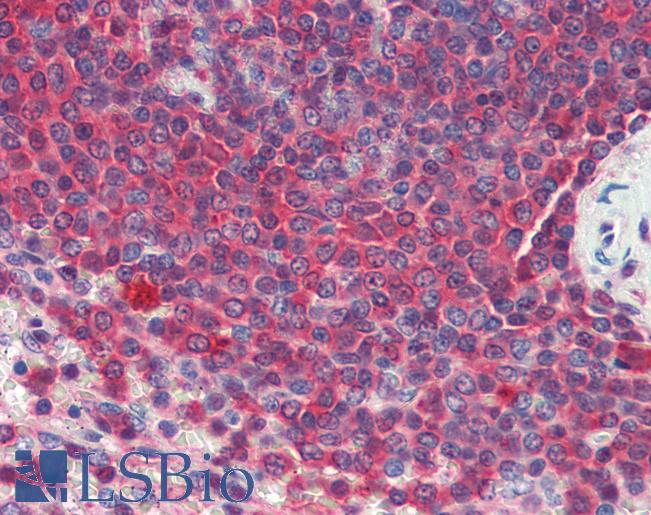 HSP90 / Heat Shock Protein 90 Antibody - Anti-HSP90 / Heat Shock Protein 90 antibody IHC of human spleen. Immunohistochemistry of formalin-fixed, paraffin-embedded tissue after heat-induced antigen retrieval. Antibody concentration 10 ug/ml.