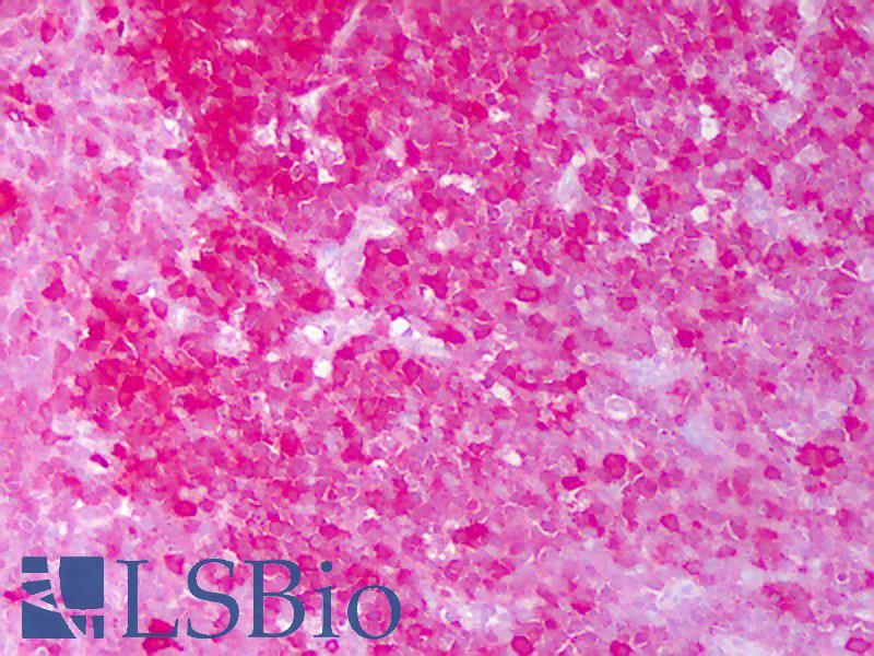 HSP90 / Heat Shock Protein 90 Antibody - Anti-HSP90 / Heat Shock Protein 90 antibody IHC of human tonsil, germinal center. Immunohistochemistry of formalin-fixed, paraffin-embedded tissue after heat-induced antigen retrieval. Antibody concentration 10 ug/ml.  This image was taken for the unconjugated form of this product. Other forms have not been tested.