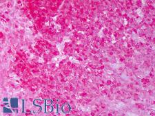 HSP90 / Heat Shock Protein 90 Antibody - Anti-HSP90 / Heat Shock Protein 90 antibody IHC of human tonsil, germinal center. Immunohistochemistry of formalin-fixed, paraffin-embedded tissue after heat-induced antigen retrieval. Antibody concentration 10 ug/ml.  This image was taken for the unconjugated form of this product. Other forms have not been tested.