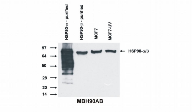 HSP90 / Heat Shock Protein 90 Antibody - Western blotting analysis of Hsp90 alpha and beta protein by antibody MBH90AB to both Hsp90 alpha and beta isoform.