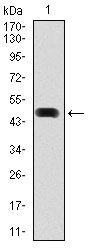 HSP90AA1 / Hsp90 Alpha A1 Antibody - Western blot using HSP90AA1 monoclonal antibody against human HSP90AA1 (AA: 275-484) recombinant protein. (Expected MW is 50.5 kDa)