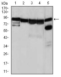 HSP90AA1 / Hsp90 Alpha A1 Antibody - Western blot using HSP90AA1 mouse monoclonal antibody against NIH3T3 (1), HeLa (2), HCT116(3), HL-60 (4) and C0S7 (5) cell lysate.