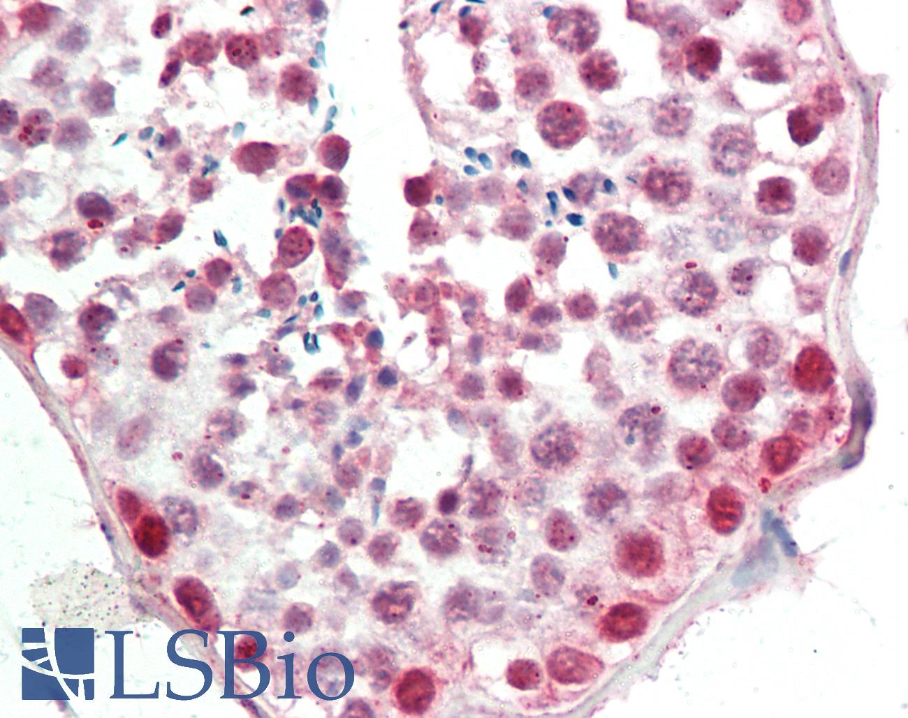 HSP90AA1 / Hsp90 Alpha A1 Antibody - Anti-HSP90AA1 / Hsp90 antibody IHC staining of human testis. Immunohistochemistry of formalin-fixed, paraffin-embedded tissue after heat-induced antigen retrieval.
