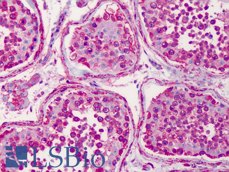 HSP90AA1 / Hsp90 Alpha A1 Antibody - Anti-HSP90AA1 / Hsp90 antibody IHC of human testis. Immunohistochemistry of formalin-fixed, paraffin-embedded tissue after heat-induced antigen retrieval. Antibody concentration 2.5 ug/ml.