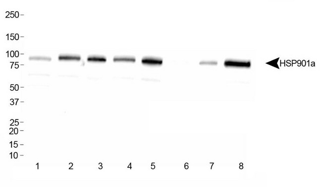 hsp90aa1.1 Antibody - Western Blot: Hsp90A Antibody - Analysis of HSP901a in: 1. HeLa, 2. Ntera2, 3. A431, 4. HepG2, 5. MCF7, 6. NIH/3T3, 7. PC12, 8. COS7.  This image was taken for the unconjugated form of this product. Other forms have not been tested.