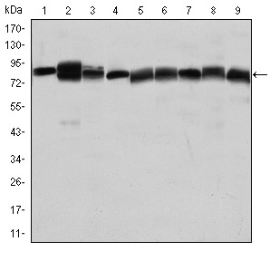HSP90AB1 / HSP90 Alpha B1 Antibody - Western blot using HSP90AB1 mouse monoclonal antibody against Jurkat (1), A431 (2), HeLa (3), A549 (4), HEK293 (5), K562 (6), NIH/3T3 (7), PC-12 (8) and Cos7 (9) cell lysate.