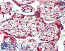 HSP90AB1 / HSP90 Alpha B1 Antibody - Anti-HSP90AB1 / HSP90 antibody IHC staining of human placenta. Immunohistochemistry of formalin-fixed, paraffin-embedded tissue after heat-induced antigen retrieval. Antibody dilution 1:50.