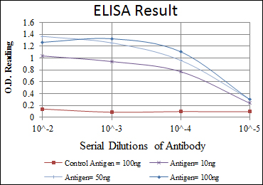 HSP90AB1 / HSP90 Alpha B1 Antibody - Red: Control Antigen (100ng); Purple: Antigen (10ng); Green: Antigen (50ng); Blue: Antigen (100ng);