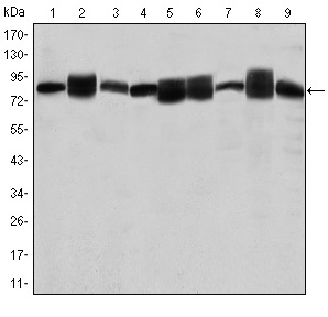 HSP90AB1 / HSP90 Alpha B1 Antibody - Western blot using HSP90AB1 mouse monoclonal antibody against Jurkat (1), A431 (2), HeLa (3), A549 (4), HEK293 (5), K562 (6), NIH/3T3 (7), PC-12 (8) and Cos7 (9) cell lysate.