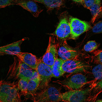 HSP90AB1 / HSP90 Alpha B1 Antibody - Immunofluorescence of HeLa cells using HSP90AB1 mouse monoclonal antibody (green). Blue: DRAQ5 fluorescent DNA dye. Red: Actin filaments have been labeled with Alexa Fluor-555 phalloidin.