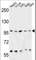 HSP90B1 / GP96 / GRP94 Antibody - HSP90B1 Antibody western blot of HepG2, CHO, K562, HeLa cell line and mouse liver tissue lysates (35 ug/lane). The HSP90B1 antibody detected the HSP90B1 protein (arrow).