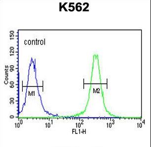 HSP90B1 / GP96 / GRP94 Antibody - HSP90B1 Antibody flow cytometry of K562 cells (right histogram) compared to a negative control cell (left histogram). FITC-conjugated goat-anti-rabbit secondary antibodies were used for the analysis.