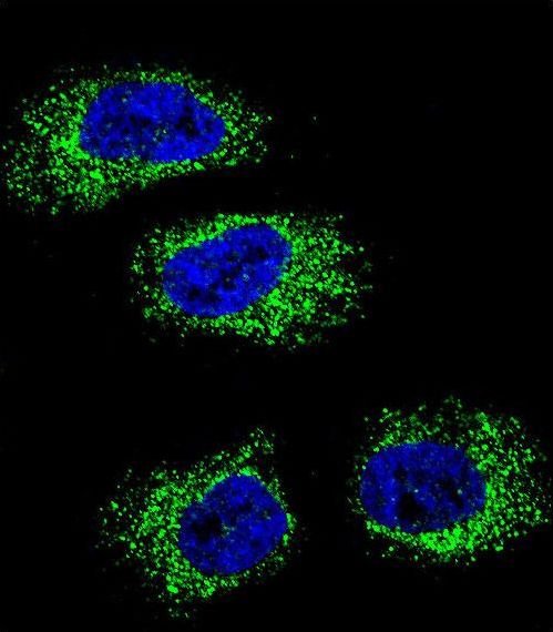 HSP90B1 / GP96 / GRP94 Antibody - Confocal immunofluorescence of HSP90B1 Antibody with NCI-H460 cell followed by Alexa Fluor 488-conjugated goat anti-rabbit lgG (green). DAPI was used to stain the cell nuclear (blue).