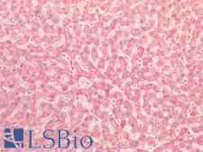 HSP90B1 / GP96 / GRP94 Antibody - Human Liver: Formalin-Fixed, Paraffin-Embedded (FFPE)