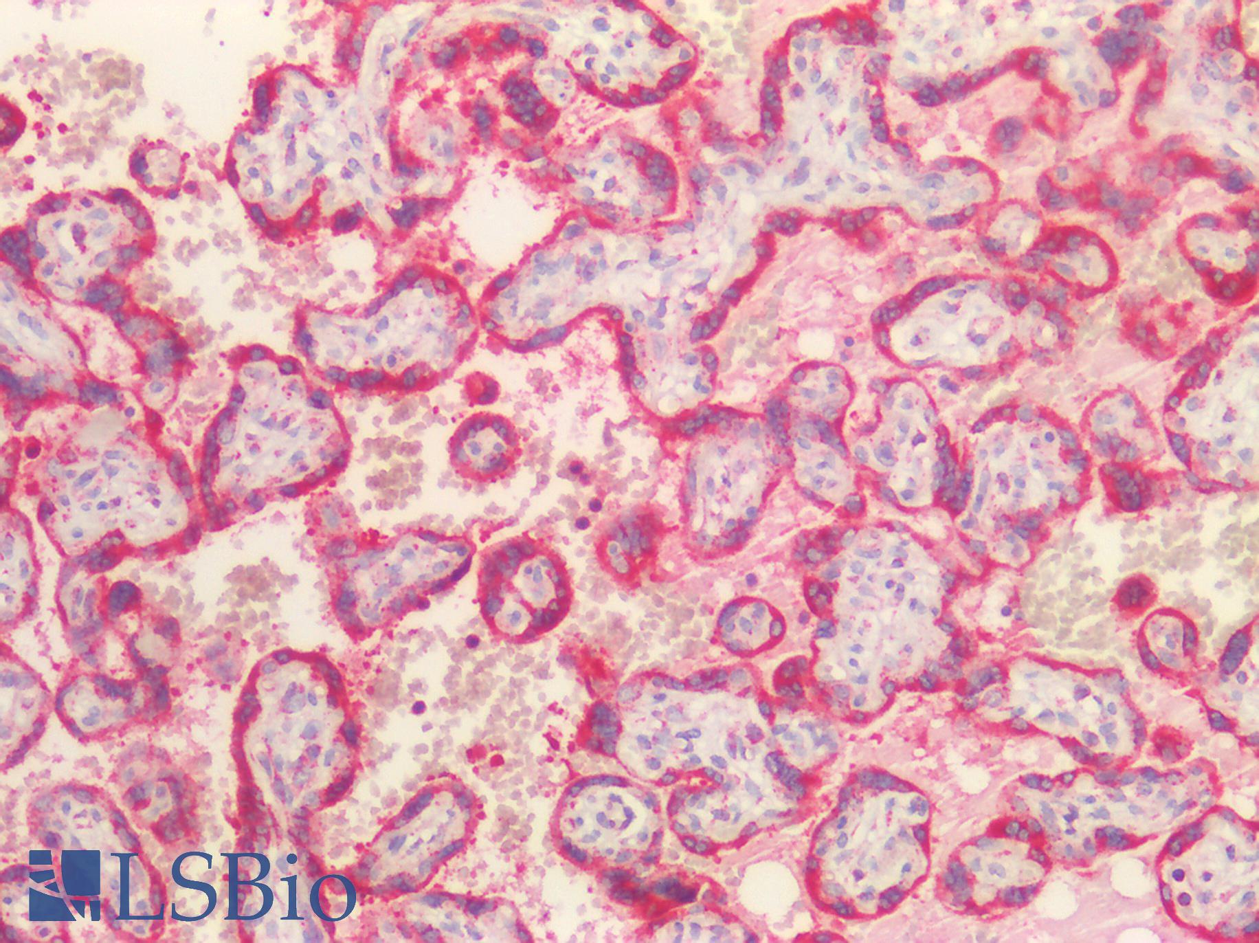 HSP90B1 / GP96 / GRP94 Antibody - Human Placenta: Formalin-Fixed, Paraffin-Embedded (FFPE)