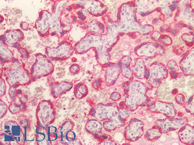 HSP90B1 / GP96 / GRP94 Antibody - Human Placenta: Formalin-Fixed, Paraffin-Embedded (FFPE)