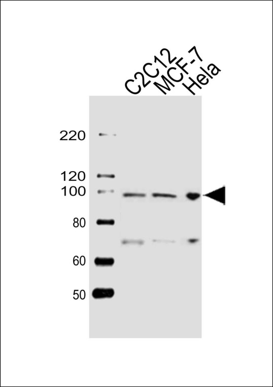 HSP90B1 / GP96 / GRP94 Antibody - Western blot of lysates from C2C12, MCF-7, HeLa cell line (from left to right), using HSP90B1 Antibody. Antibody was diluted at 1:1000 at each lane. A goat anti-rabbit IgG H&L (HRP) at 1:10000 dilution was used as the secondary antibody. Lysates at 20ug per lane.