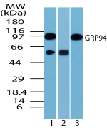 HSP90B1 / GP96 / GRP94 Antibody - Western blot of humanugRP94 in 3T3 cell lysate in the 1) absence, 2) presence of immunizing peptide and 3)?RAW cell lysate using antibody at 1 ug/ml.