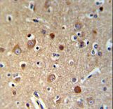 HSPA12A Antibody - HSPA12A Antibody IHC of formalin-fixed and paraffin-embedded brain tissue followed by peroxidase-conjugated secondary antibody and DAB staining.