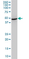 HSPA13 Antibody - STCH monoclonal antibody (M02), clone 1H8. Western Blot analysis of STCH expression in NIH/3T3.