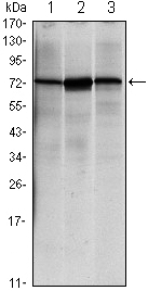 HSPA5 / GRP78 / BiP Antibody - Western blot using HSPA5 mouse monoclonal antibody against NIH/3T3 (1), HeLa (2) and Jurkat (3) cell lysate.