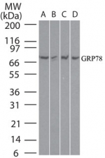 HSPA5 / GRP78 / BiP Antibody - Western blot of BiP in HeLa cell lysate using antibody at 1 ug/ml.