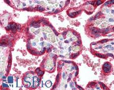 HSPA5 / GRP78 / BiP Antibody - Anti-HSPA5 / GRP78 antibody IHC of human placenta. Immunohistochemistry of formalin-fixed, paraffin-embedded tissue after heat-induced antigen retrieval. Antibody concentration 10 ug/ml.