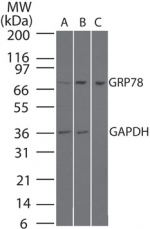 HSPA5 / GRP78 / BiP Antibody - Western blot of GRP78 in mouse liver tissue enriched for endoplasmic reticulum, and 1 ug/ml of HSPA5 / GRP78 / BiP Antibody and 0.25 ug/ml of anti-GAPDH loading control. Lane A contains 20 ugs of whole mouse liver lysate, lane B contains 20 ugs of total ER fraction, and lane C contains 20 ugs of rough ER fraction. Goat anti-rabbit Ig HRP secondary antibody, and PicoTect ECL substrate solution, were used for this test.