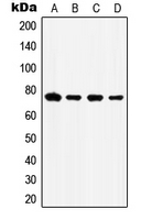 HSPA5 / GRP78 / BiP Antibody - Western blot analysis of GRP78 expression in HepG2 (A); HeLa (B); Raw264.7 (C); mouse brain (D) whole cell lysates.