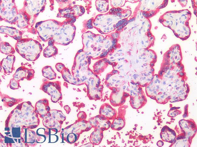 HSPA5 / GRP78 / BiP Antibody - Human Placenta: Formalin-Fixed, Paraffin-Embedded (FFPE)