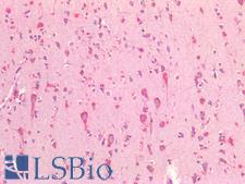 HSPA5 / GRP78 / BiP Antibody - Human Brain, Cortex: Formalin-Fixed, Paraffin-Embedded (FFPE)