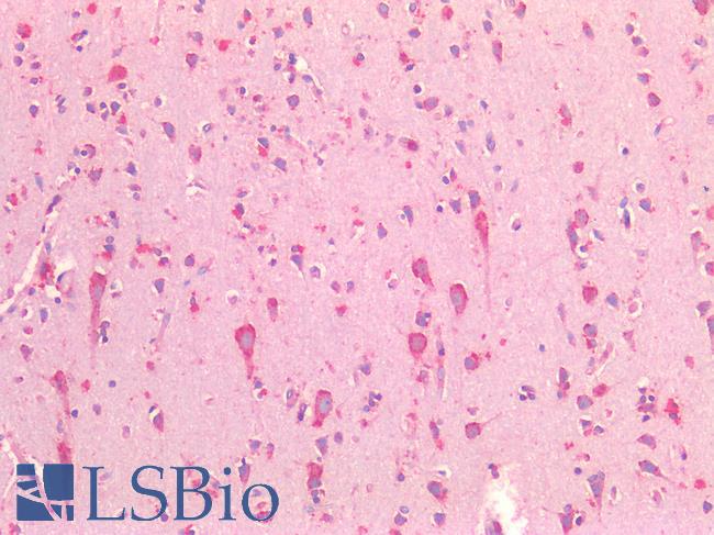 HSPA5 / GRP78 / BiP Antibody - Human Brain, Cortex: Formalin-Fixed, Paraffin-Embedded (FFPE)